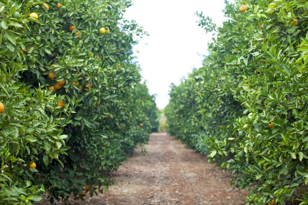 Ferrarias Quinta Dos I'S - Algarve别墅 外观 照片